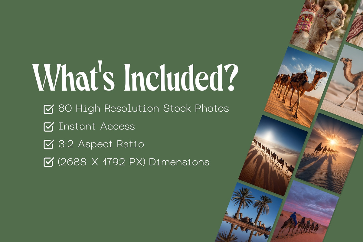 80 Desert Camel Stock Photos, an Animal Photo by Incomelion (Photo 5 of 15)