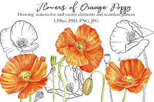 Flowers of Orange Poppy
