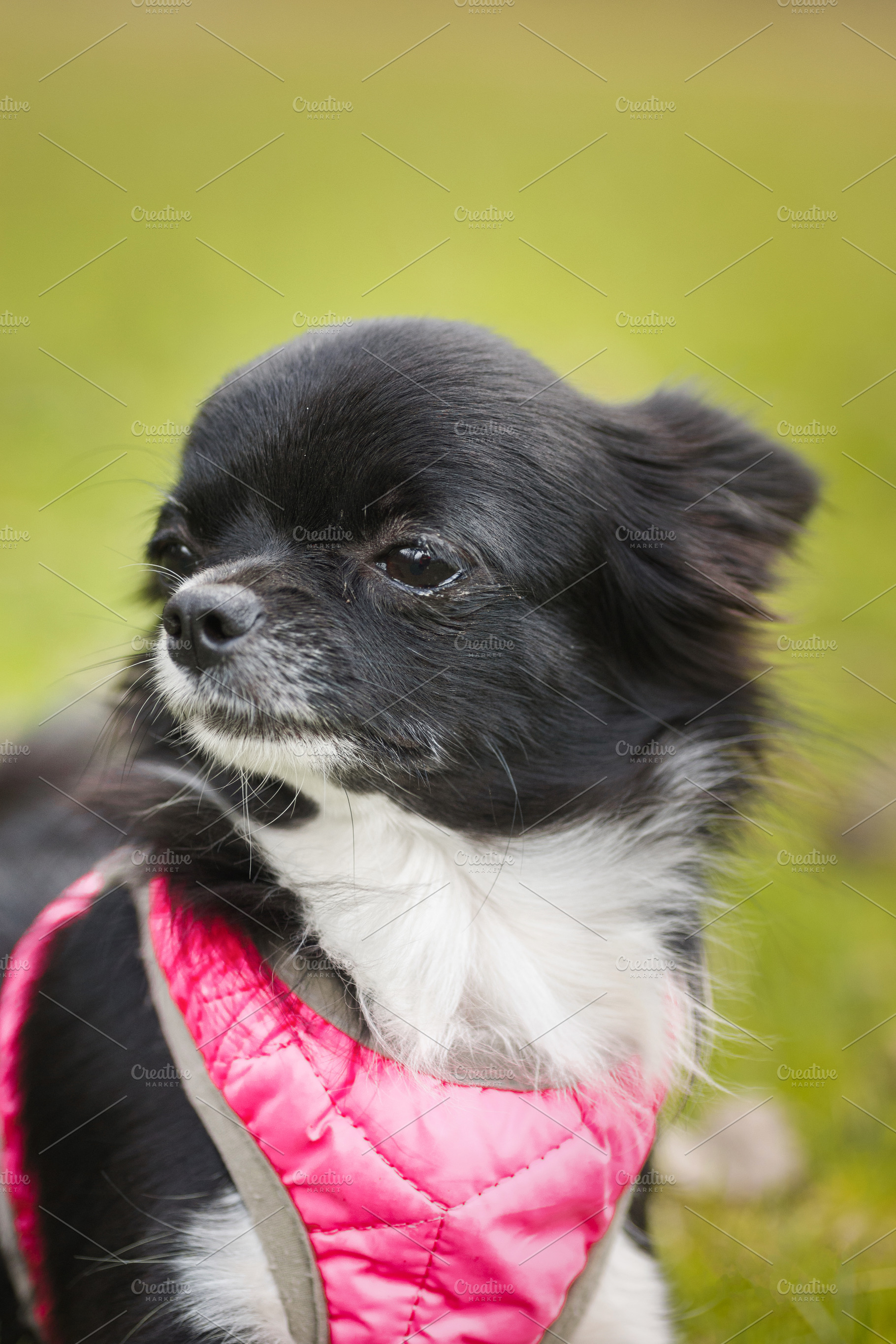 Funny little chihuahua dog plays on, an Animal Photo by AlexBush
