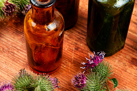 Burdock plant with flowers, a Food & Drink Photo by MLunov MLunov