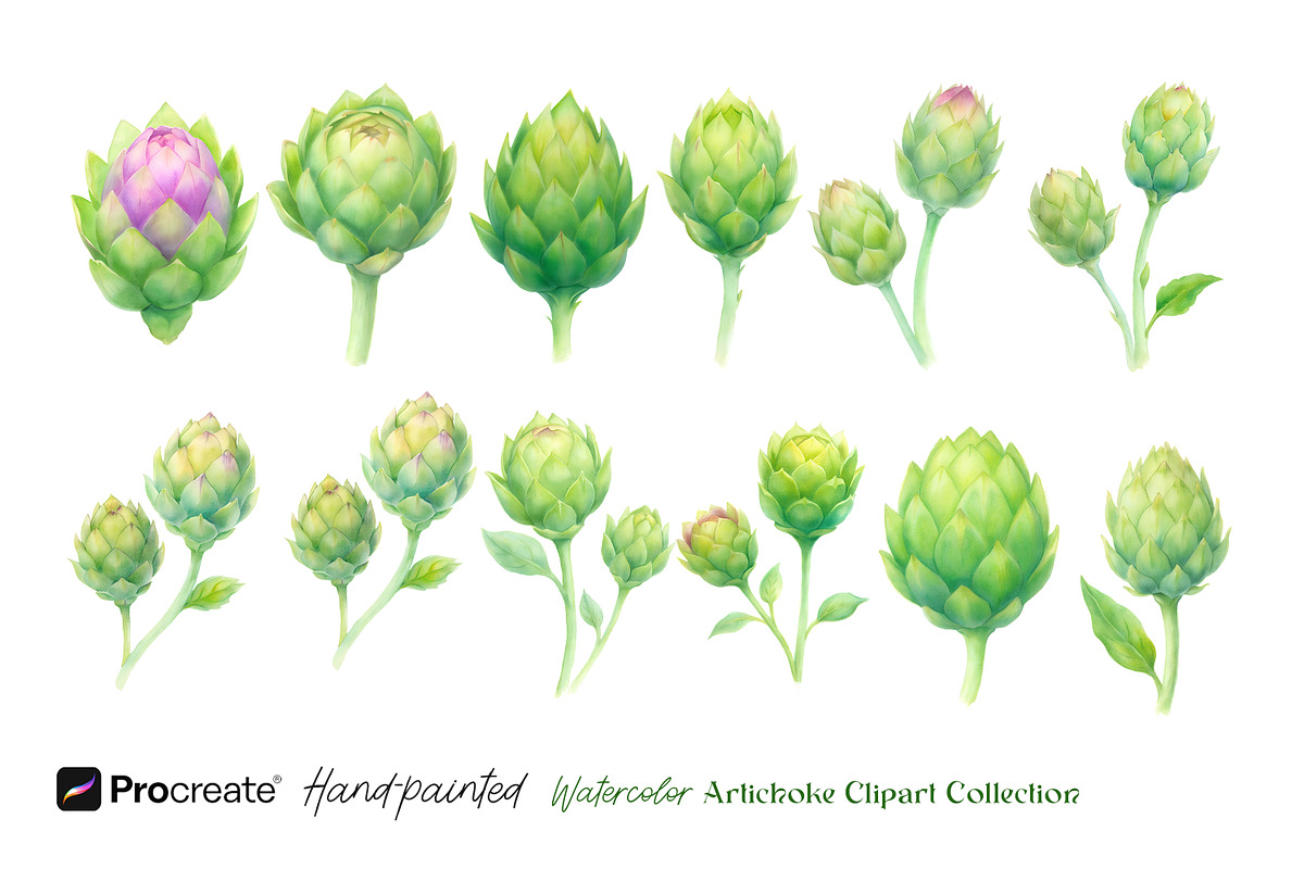 Hand-Painted Artichoke Clipart, a Decorative Illustration by crafty (Photo 6 of 6)