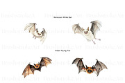 Watercolor Bat Clipart, Cute Bat PNG, an Animal Illustration by BrushstrokeArtGB (Thumbnail 2 of 9)
