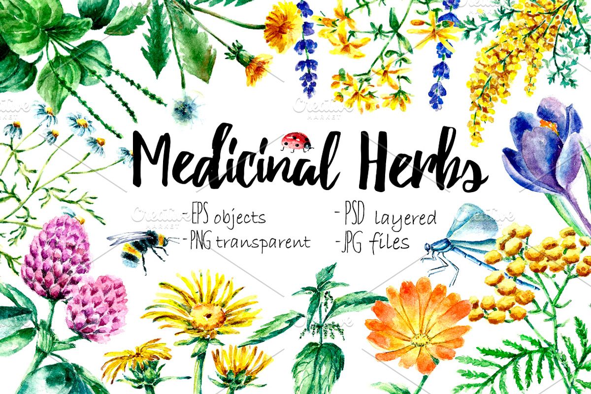 Watercolor medicinal herbs, a Healthcare Illustration by Vikeriya (Photo 1 of 6)