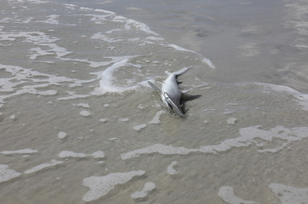 baby hammerhead shark, an Animal Photo by Viktor