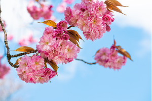 Sakura flowers, cherry blossom, a Nature Photo by MAnuta