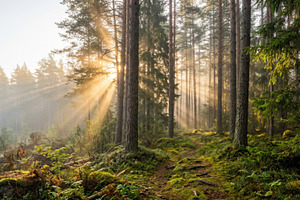 Sunlight shines through forest trees, a Photo by Beautiful things