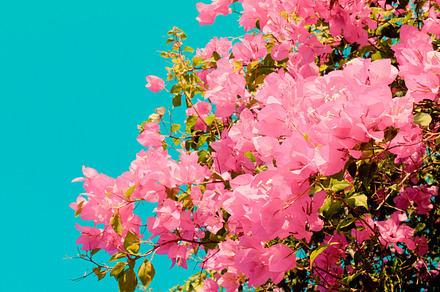 Vintage Flower Containing Vintage Flower And Floral preview 5