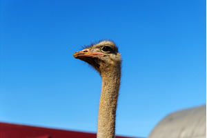 Close-up of an ostrich with curious, an Animal Photo by darksoul72