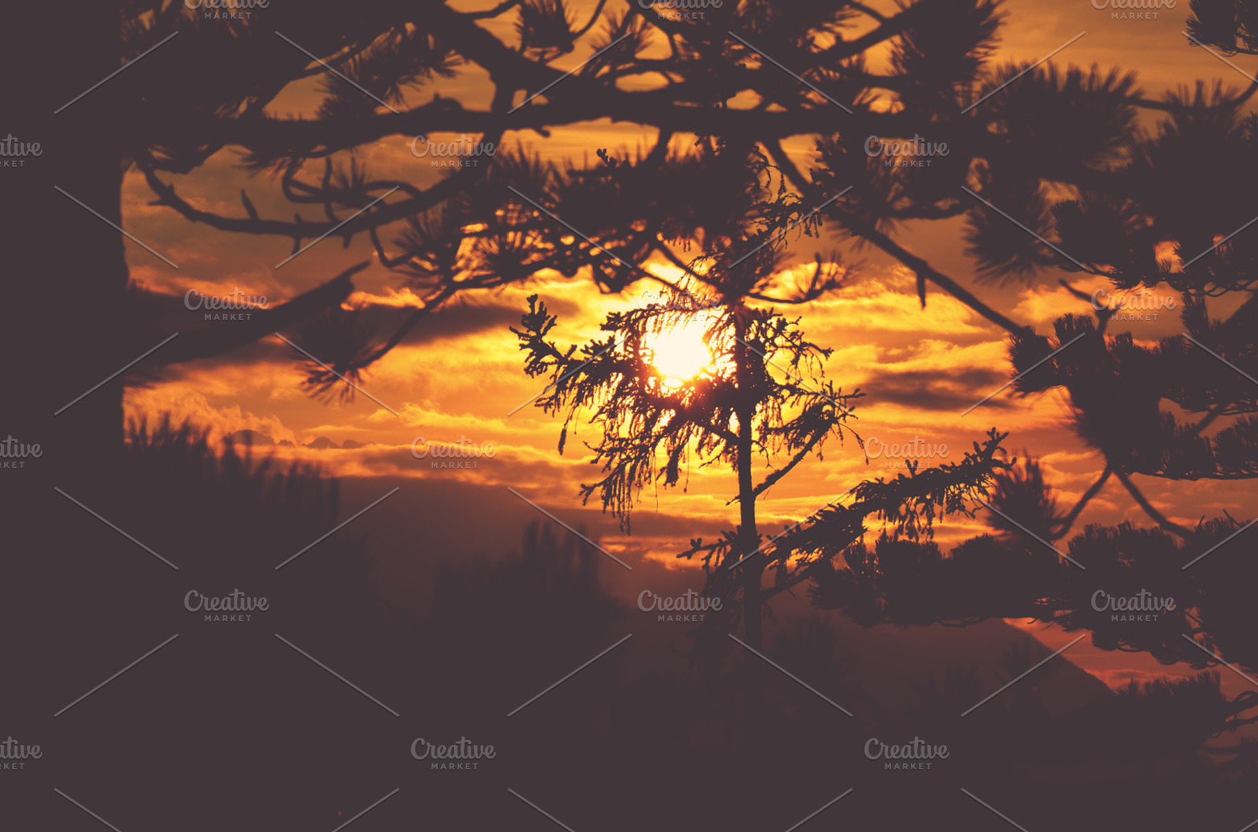 Sunset In Pine Forest Containing Sunset Red Color And Red Sunset