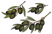 Olivet - olive branch collection, a Decorative Illustration by VioSilent (Thumbnail 4 of 10)