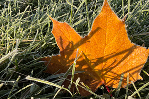 A close-up of an orange maple leaf resting on frosty grass, with shadows cast b, a Nature Photo by Textures & Backgrounds