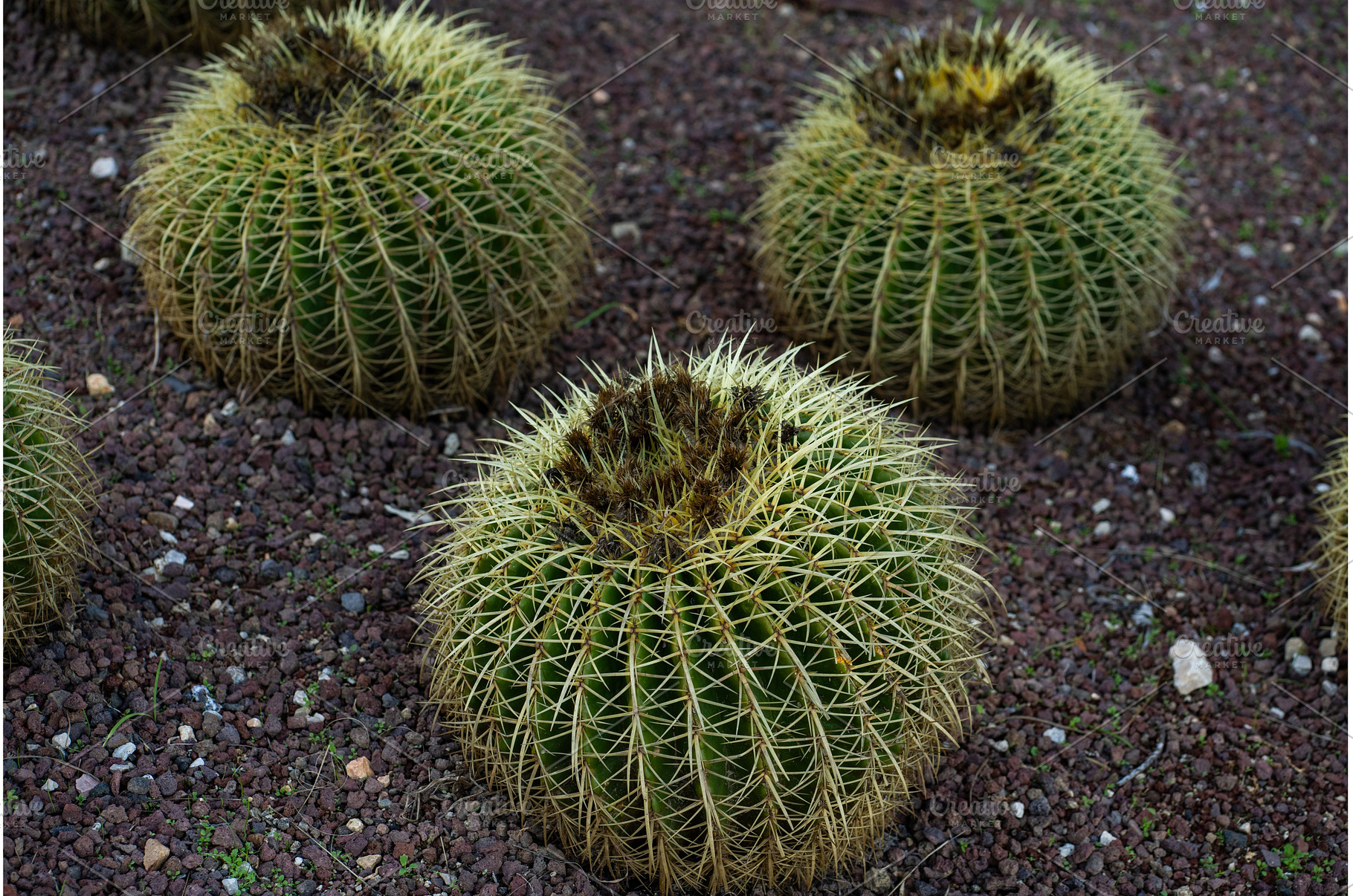 Golden barrel cacti growing in, a Nature Photo by volodymyrshtun13795