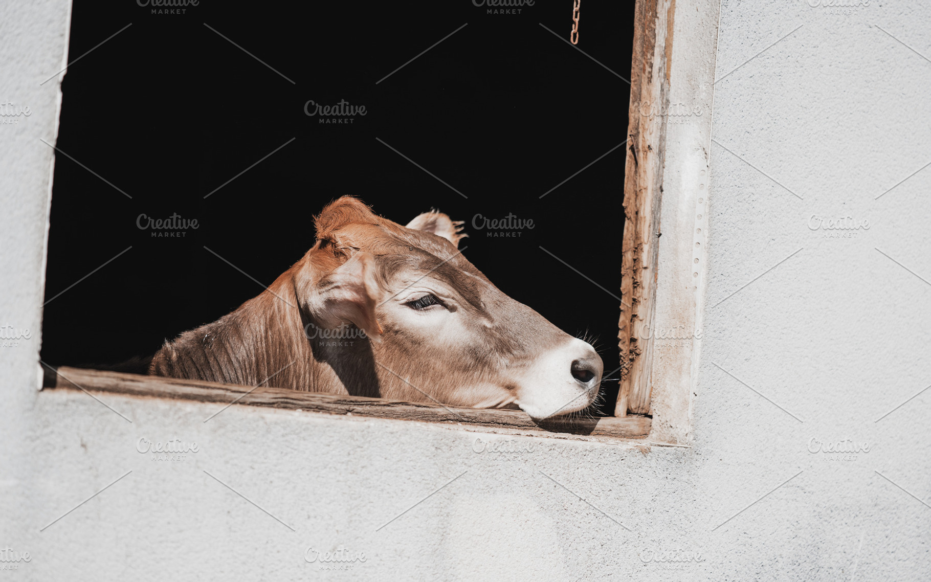 Cow resting in barn window, an Animal Photo by SkyNext