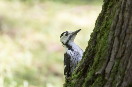 woodpecker in the park on a tree, an Animal Photo by AlexBush