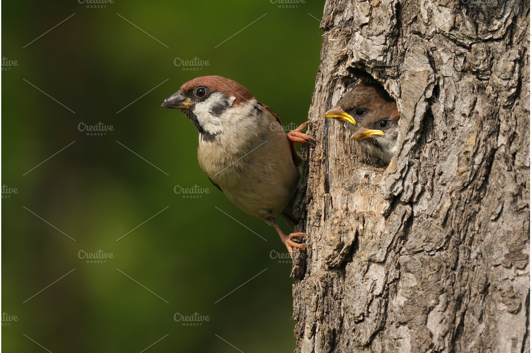 Tree sparrow holding on a bark of, an Animal Photo by WildMedia