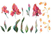 Watercolor iris flowers set., an Illustration by redstudio (Thumbnail 4 of 10)