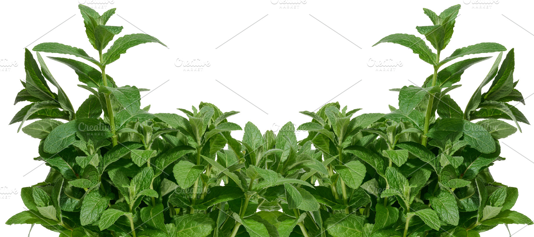 Bunch of green mint on isolated background, aromatic seasoning, a Food & Drink Photo by ndanko