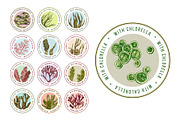 Hand drawn edible seaweeds, a Decorative Illustration by handsketched (Thumbnail 5 of 7)
