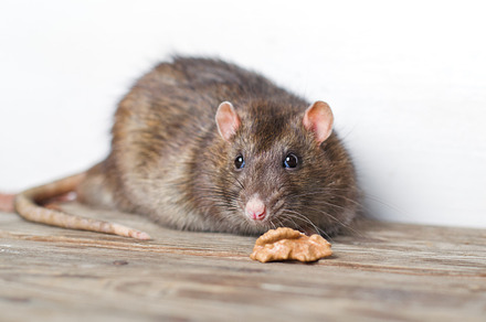 hand rat