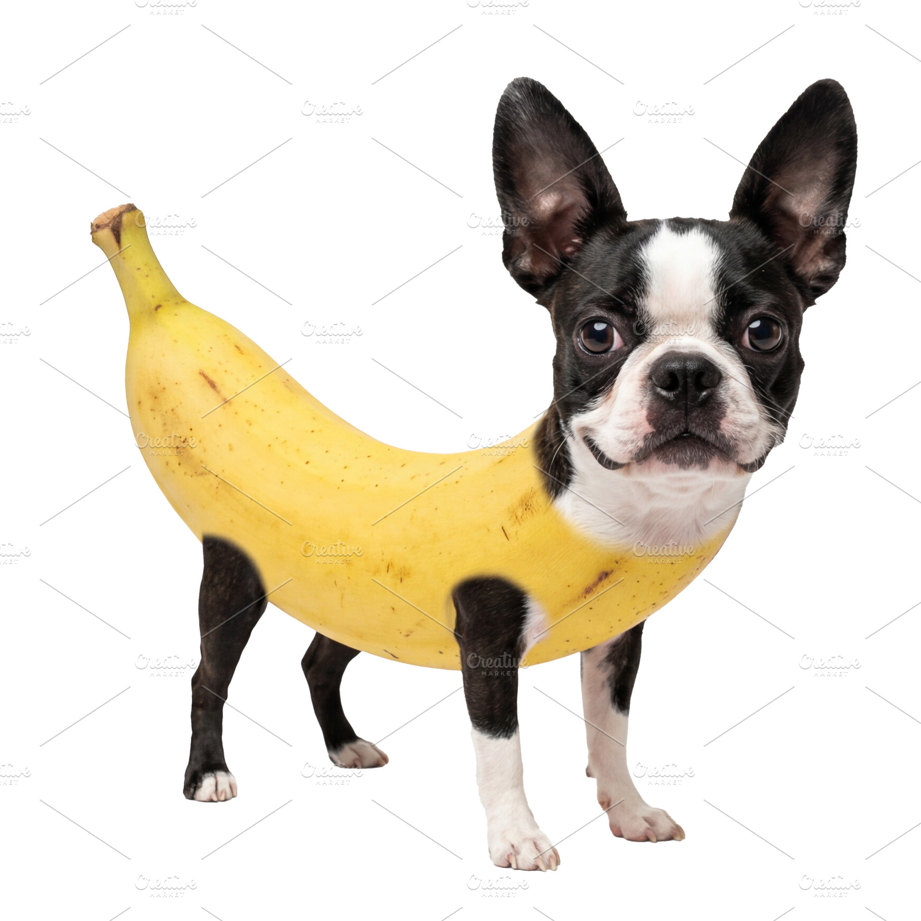 Isolated photo o boston terrier dogs with banana body, an Animal Photo by DanFLCreativo