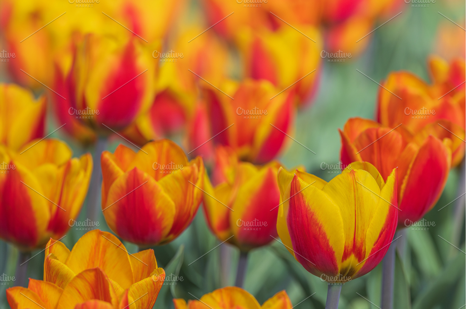 Bicolored red and yellow tulips in, a Nature Photo by Lukas Jonaitis SHOP