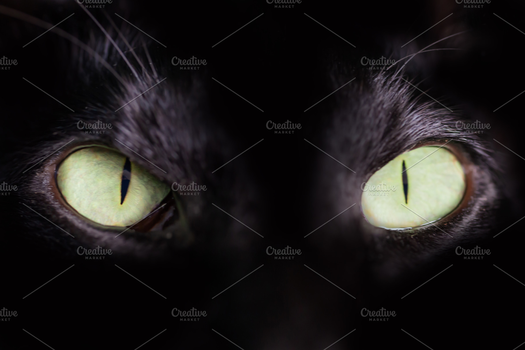 Black oriental cat green eyes, an Animal Photo by Vapi