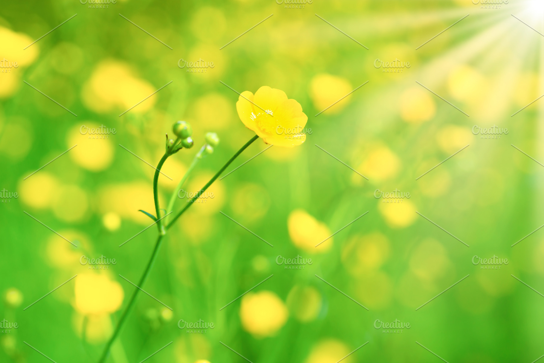Yellow flower on green field, a Nature Photo by Vapi