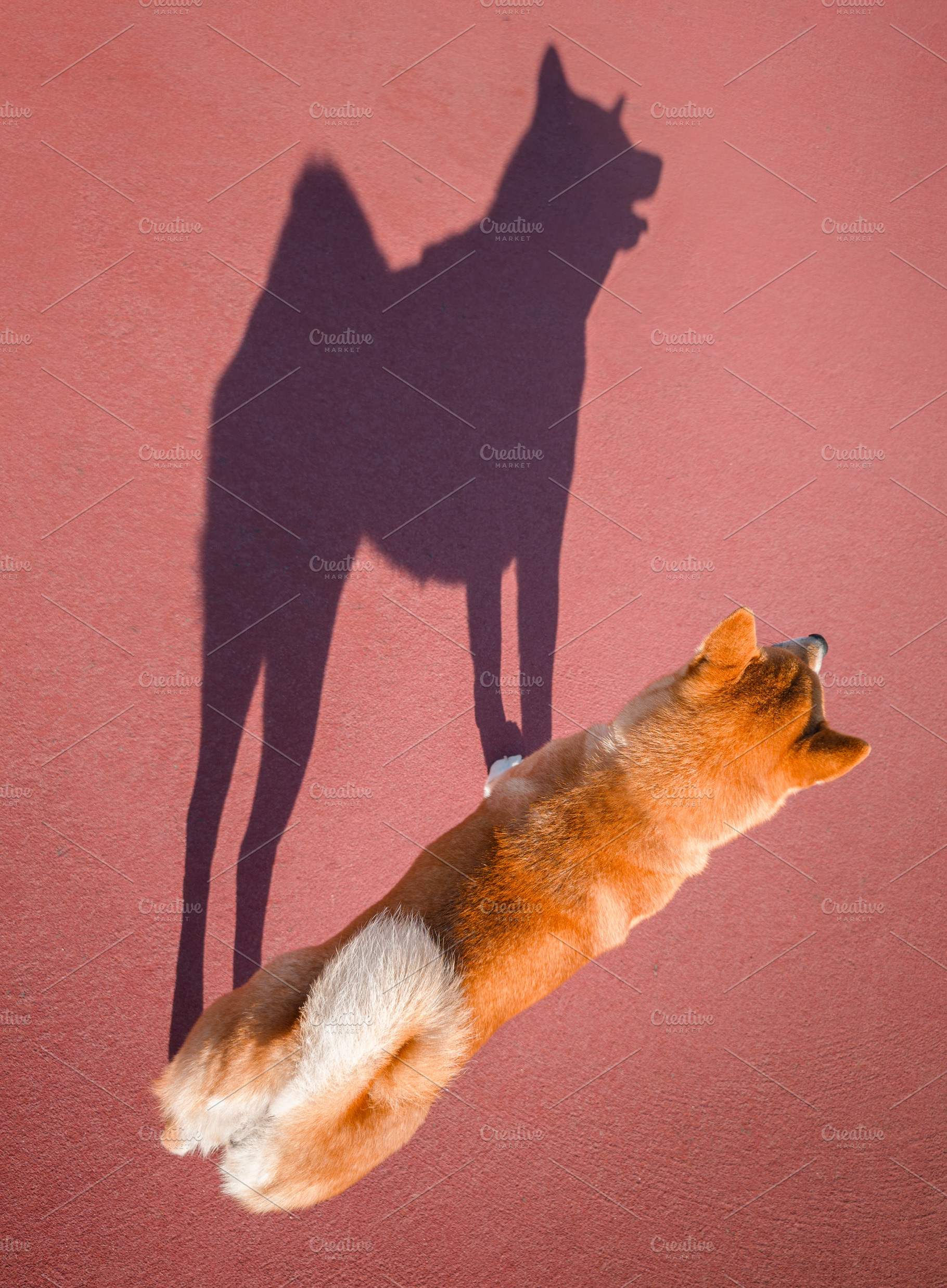 Top view of a Shiba Inu dog casting a funny shadow on the red as, an Animal Photo by Volff