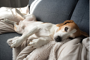 Portrait of Adult male beagle dog, a Technology Photo by MadPhotos