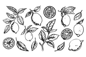 Lemon black and white doodle clipart, a Food Illustration by Valerie Bodnar