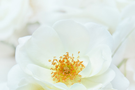 Wedding Rings & White Roses vertical, a Holiday Photo by Lenka_X