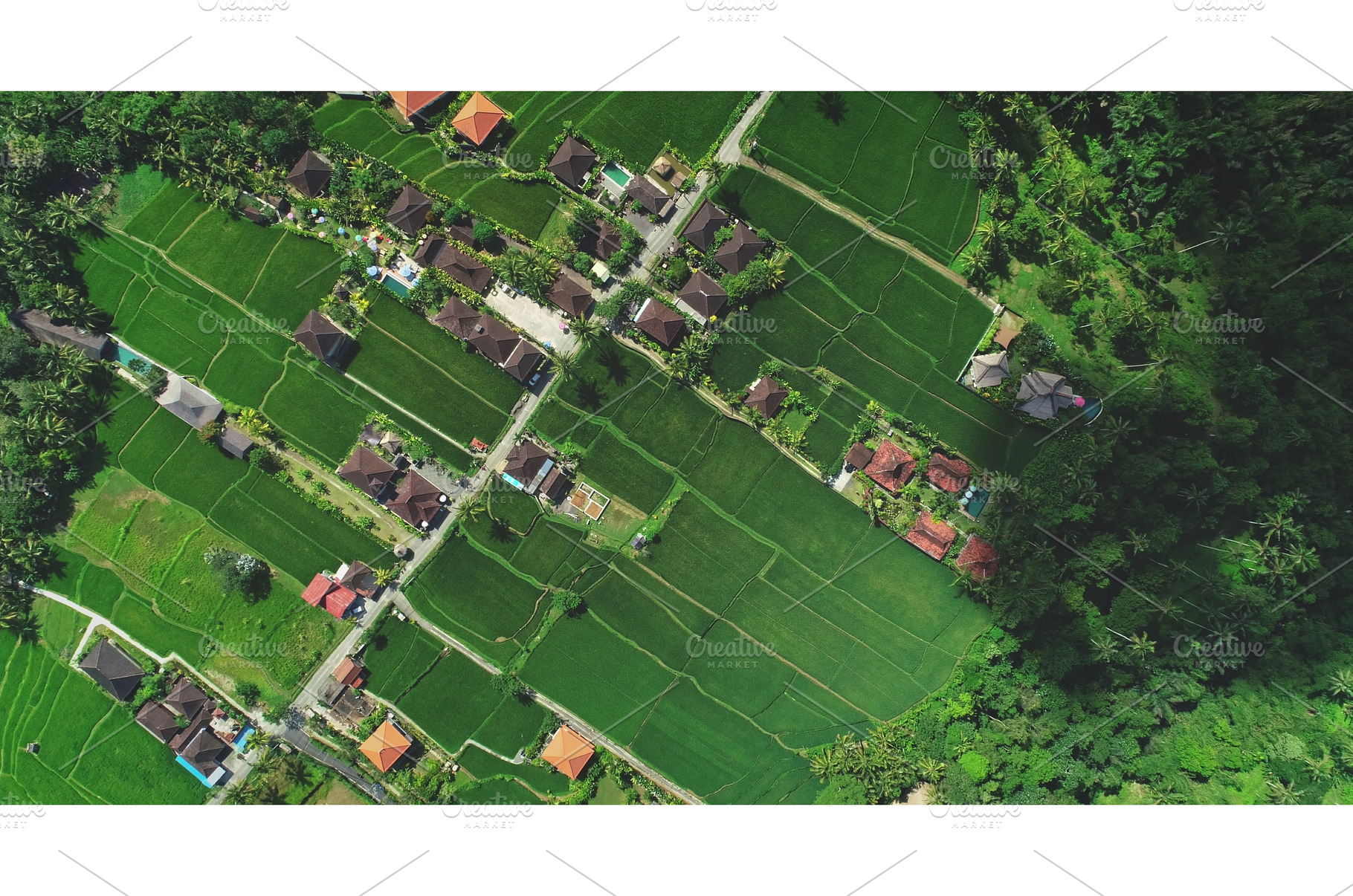 Aerial view of lush green rice, a Nature Photo by Goinyk