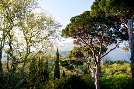 Beautiful panorama of pine forest with sunny summer day. Coniferous trees. Sustainable ecosystem., a Nature Photo by natalidorokhina