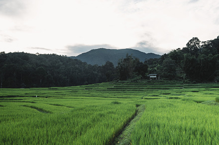 rice fields at dusk in the countryside, a Nature Photo by Art Rachen