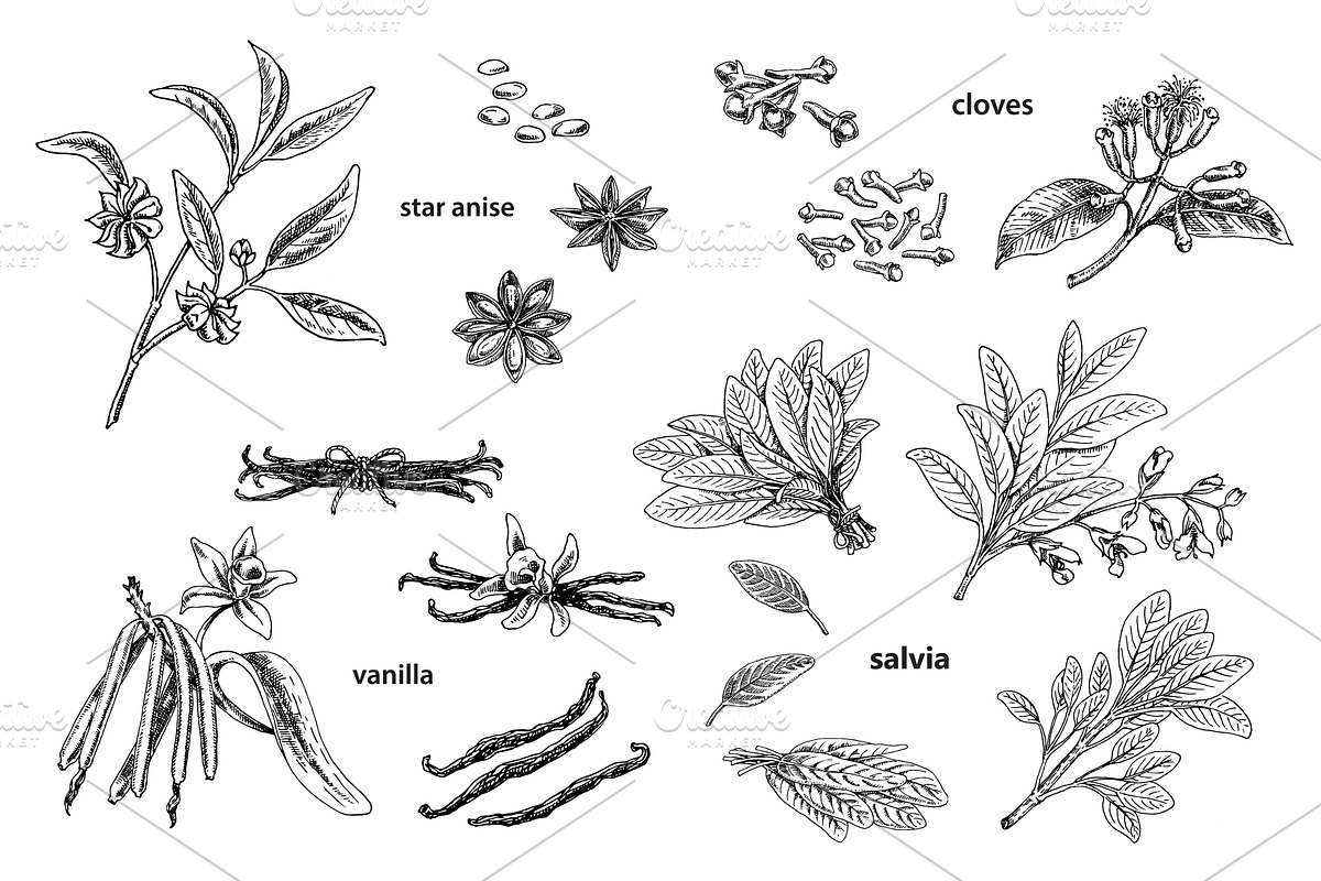 Spice Plants Collection, an Illustration by Evgeniia Lanskikh (Photo 3 of 11)