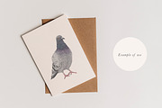 Pigeon Illustration – Hand Drawn PNG, an Animal Illustration by LaurenFittonIllustration (Thumbnail 4 of 8)