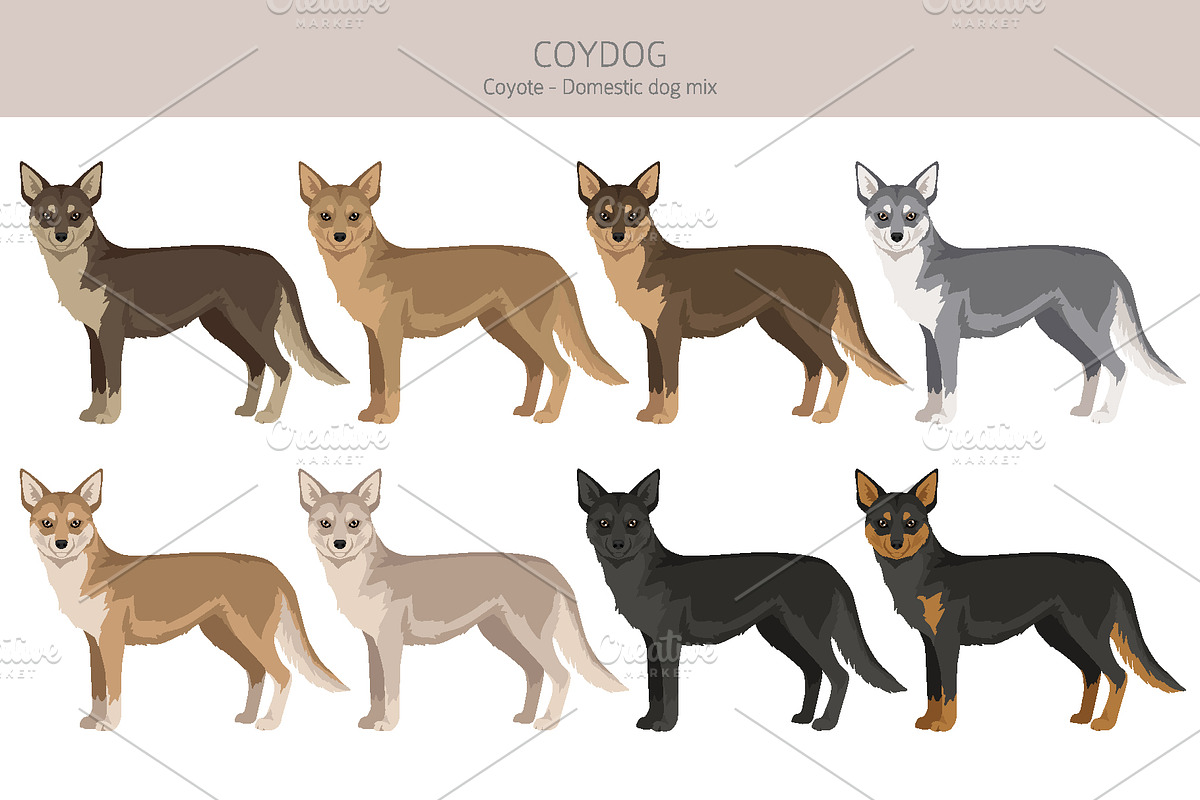Coydog. Coyote - Domestic dog mix, an Animal Illustration by pet design shop (Photo 2 of 6)