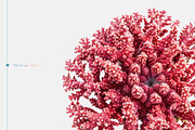 Fantastic Corals, an Object Graphic by Freezerondigital (Thumbnail 8 of 10)