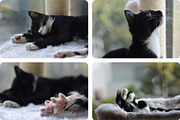 8 Image Bundle: Tuxedo Kitten, an Animal Photo by Happiestscone Photography (Thumbnail 3 of 3)