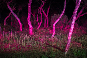 Dreamlike glowing night forest, an Abstract Photo by SkyNext