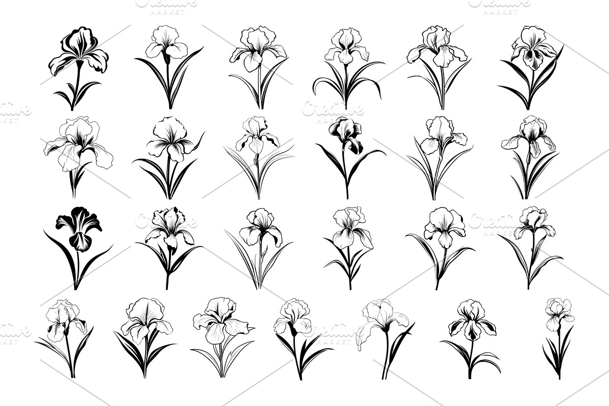 50 Iris Flowers Procreate Stamps, a Brush Add-On by Procreate Sale (Photo 5 of 6)