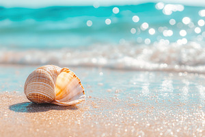Seashell resting on sandy shore besi, a Photo by Iftikhar Alam