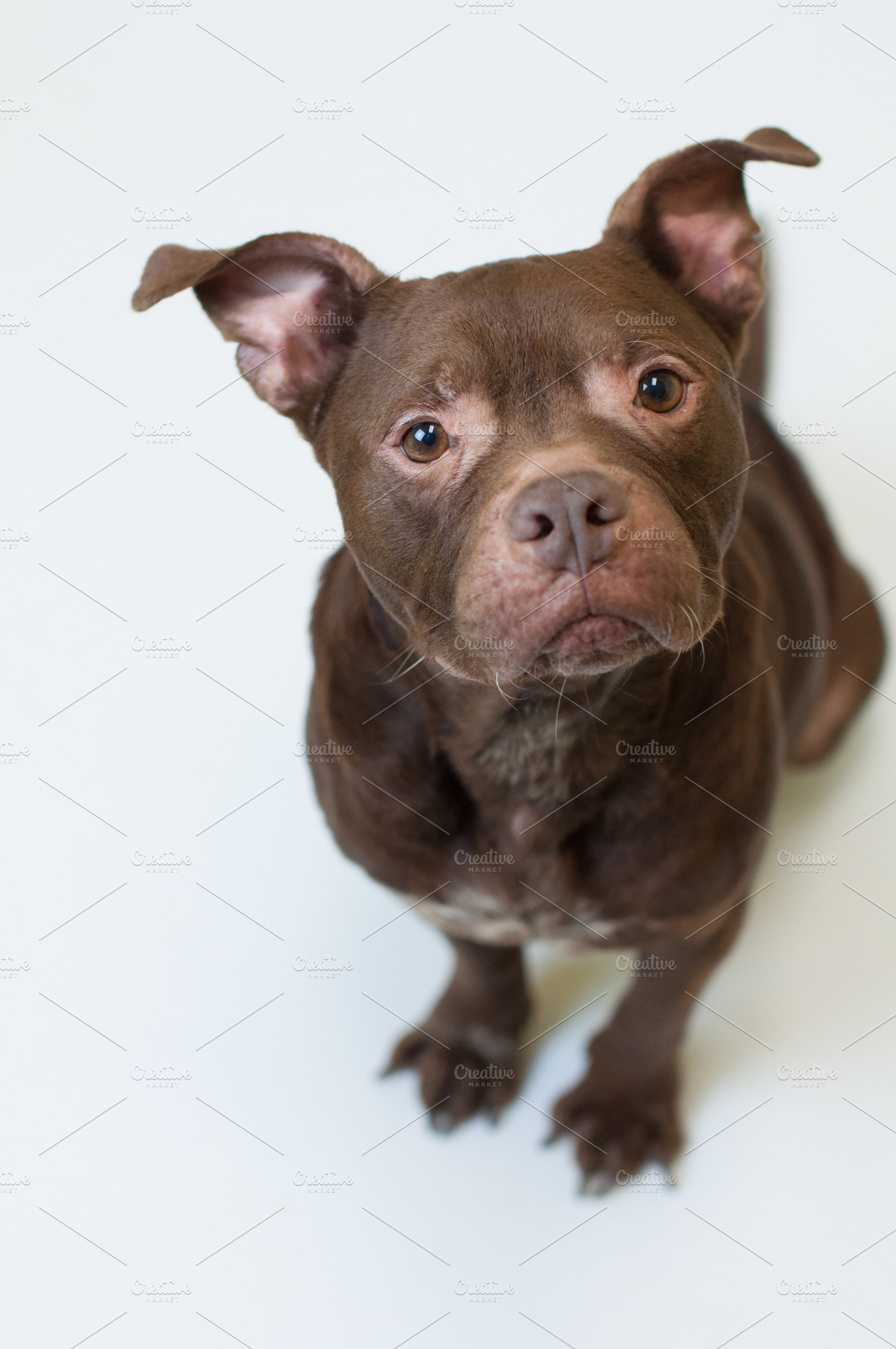 Rescue dog on white background, an Animal Photo by Androo Interactive