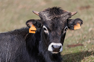 Tudanca cow with ear tags sitting on, an Animal Photo by Perpis