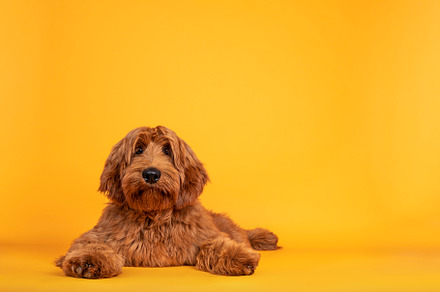 Cobberdog aka labradoodle on yellow background, an Animal Photo by Cat'chy Images by Nynke