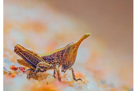 Small brown grasshopper on sand, an Animal Photo by Lukas Jonaitis SHOP