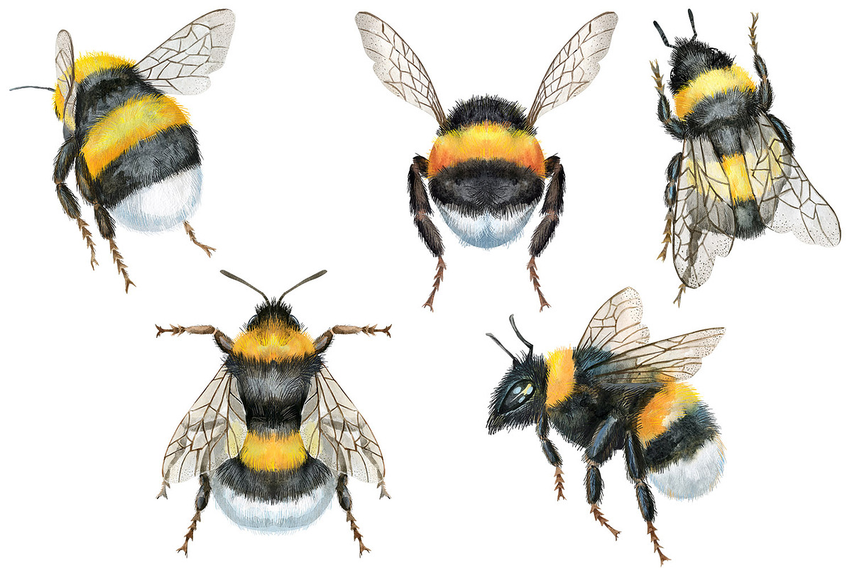 Watercolor bees and bumblebees, an Animal Illustration by Watercolor fantasy (Photo 2 of 4)