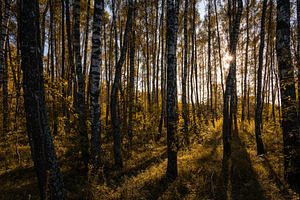 Sun setting through birch tree forest. Golden light illuminating autumn landsca, a Nature Photo by Eugene_Photo