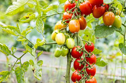 red ripe cherry tomatoes grown