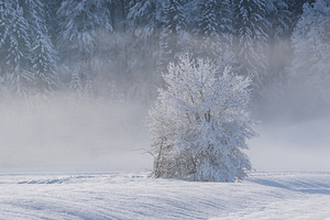 Winter morning in the forest and mountains